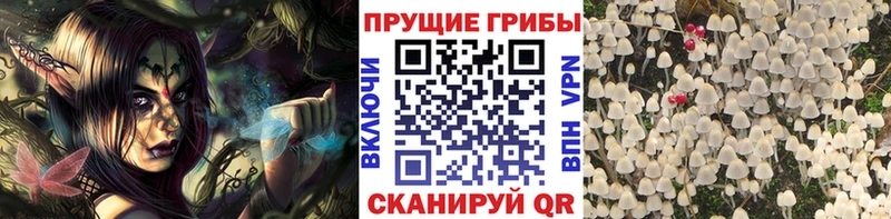 хочу наркоту  Дальнегорск  Галлюциногенные грибы GOLDEN TEACHER 